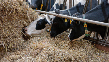 Koeien vreten in de stal, veevoer melkveehouderij