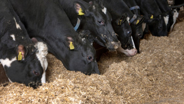 Koeien vreten in de stal, veevoer melkveehouderij