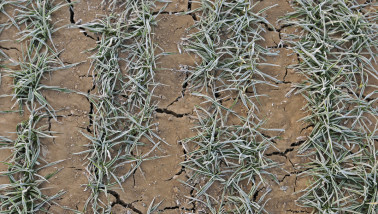 Wintertarwe op uitgedroogde grond tijdens droogte