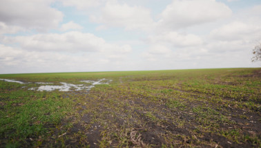 Nat perceel met tarwe en plassen water.