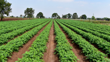 Aardappelteelt op een akkerbouwbedrijf