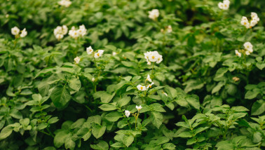 Aardappelteelt op een akkerbouwbedrijf