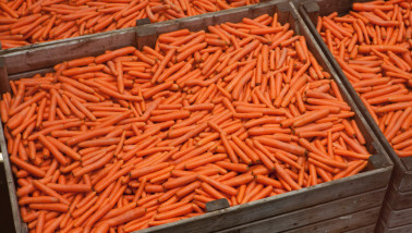 Geoogste peen in kisten, klaar voor distributie