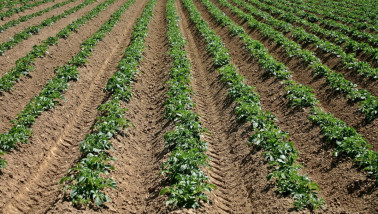 Rijen aardappelplanten groeiend op een akker, landbouw
