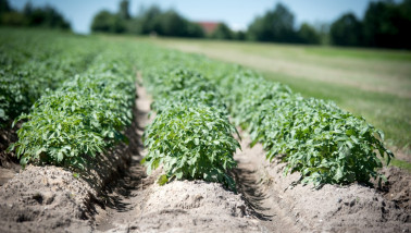Aardappelplanten op een Nederlandse akker, teelt van landbouwgewassen