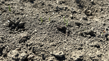 Emerging onions growing on a Dutch arable field, early stage of crop cultivation