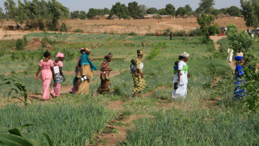 Mensen werken op een uienveld in de regio Fatick in Senegal