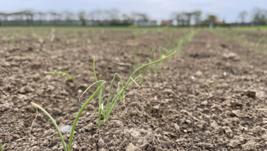 Uien groeien op een veld in Nederland, akkerbouwgewas