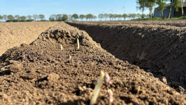 Aardappelplanten die door de bodem breken op een akkerbouwperceel, gewasgroei in de landbouw