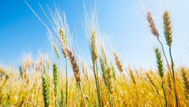 Gouden tarwe in Kansas onder een blauwe lucht, klaar voor de oogst