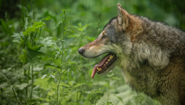 Wolf in zijn natuurlijke omgeving, wild roofdier in het bos