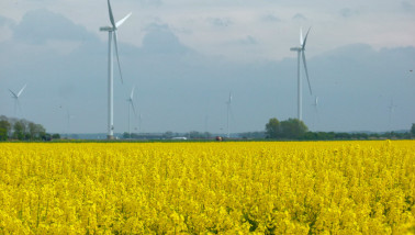 Veld met bloeiend koolzaad