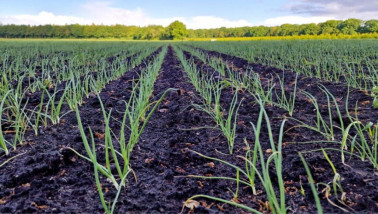 Veld met uien, akkerbouwgewas