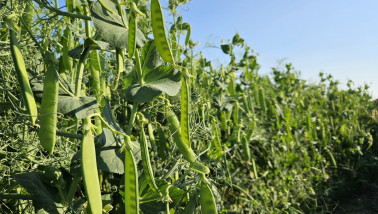 Groene erwtenplanten op het veld, peulen hangen aan klimmende planten