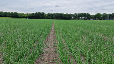Uien groeien op een veld in Nederland, akkerbouwgewas