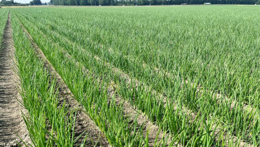 Uien groeien op een veld in Nederland, akkerbouwgewas