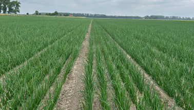 Uien groeien op een veld in Nederland, akkerbouwgewas
