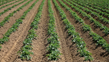 Aardappelteelt op een akkerbouwbedrijf