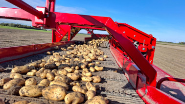 Oogst van aardappelen, akkerbouwbedrijf