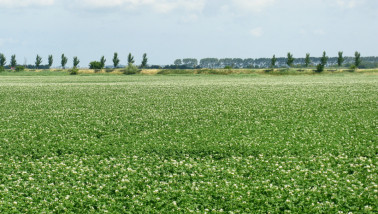 Aardappelperceel in bloei, bloeiende aardappelplanten op een akkerbouwperceel