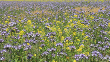 Groenbemester op een akkerbouwveld, duurzame landbouwpraktijk