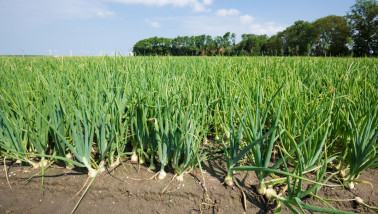 Veld met uien, akkerbouwgewas