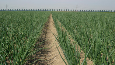 Veld met uien, akkerbouwgewas