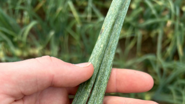 Close-up van een plantuiengewas