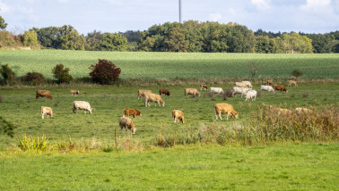 Koeien grazen in een weide in Duitsland, melkvee op een boerderij