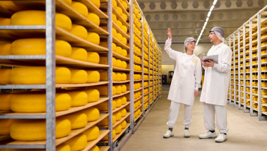Nederlandse kaasmakerij met rijen gele kazen en medewerkers in witte jassen