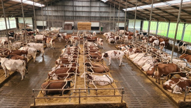Moderne Nederlandse koeienstal met ligbedden, geavanceerde melkveehouderij