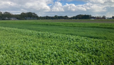 Groenbemester voor verbetering van bodemvruchtbaarheid en duurzaamheid