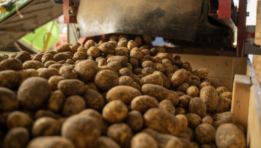 Oogst van fritesaardappelen in Nederland