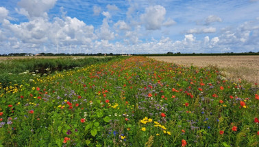 Bloeiende akkerranden die de biodiversiteit bevorderen, duurzame landbouwpraktijk