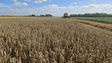 Tarweoogst op een akkerbouwperceel, combines oogsten rijpe tarwe