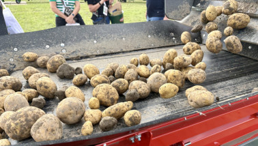 Aardappelen met daar tussen kluiten