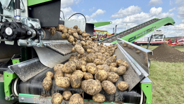 Aardappelen gaan over stortbak en inschuurlijn naar vrachtauto