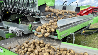 Aardappelen gaan over inschuurlijn naar vrachtauto