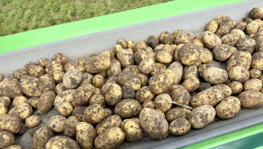 Aardappelen gaan vanaf land naar verwerker