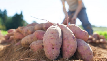 Een stapel zoete aardappelen
