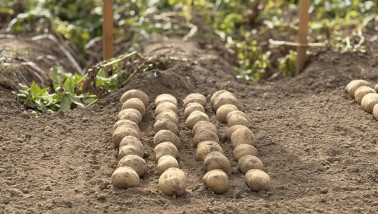 Aardappelen van het ras Donata op een proefveldje bij Weuthen