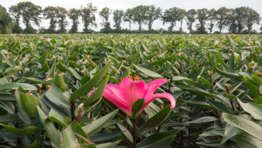 Lelie in een veld