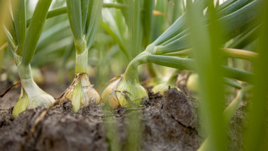 Een rij uien, half in de grond en half erboven