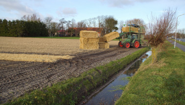 Bloembollen afdekken met stro door een Fendt met strodekker