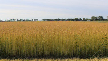 Uitgestrekt vlasveld met goudgele stengels en zaaddozen, klaar voor de oogst, onder een licht bewolkte hemel
