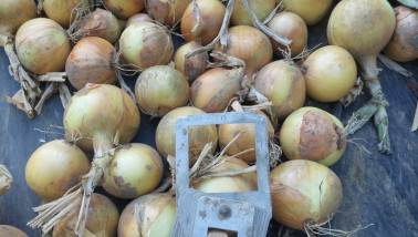 De grofte van een partij uien is veelal een maat voor de afzetmogelijkheden van het product