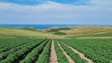 HZPC koopt IPM Potato