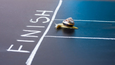 Een slak kruipt net over een met krijt getekende finishlijn, alsof hij een race voltooit.