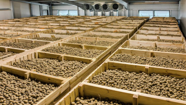 Houten bakken met aardappelen in de bewaring