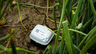Een sensor van Agurotech in een uienveld